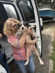 Found/Stray Female Dog last seen Morningside dr and homewood ave Burlington nc, Burlington, NC 27217