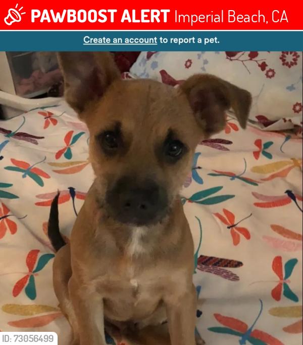 Lost Male Dog last seen Goodwill in imperial Beach , Imperial Beach, CA 91932