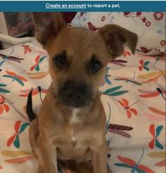 Lost Male Dog last seen Goodwill in imperial Beach , Imperial Beach, CA 91932