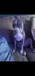 Lost Female Dog last seen arville and sahara, Las Vegas, NV 89102