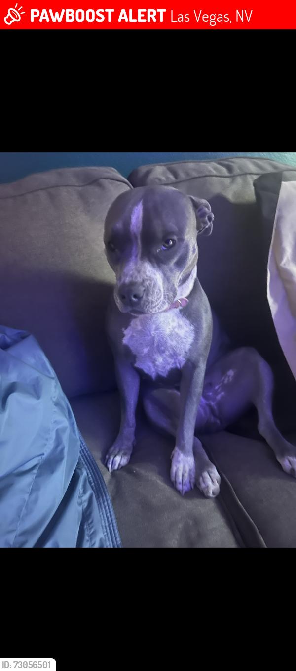 Lost Female Dog last seen arville and sahara, Las Vegas, NV 89102