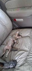 Lost Female Cat last seen Burger king w bridge st, Owatonna, MN 55060