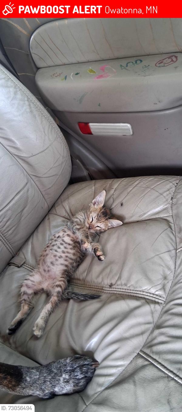 Lost Female Cat last seen Burger king w bridge st, Owatonna, MN 55060