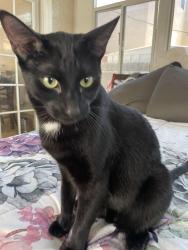 Reunited Male Cat last seen Elk Grove Creek, Elk Grove, CA 95758