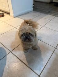 Reunited Female Dog last seen The Ridges/ south post / Weston Rd, Weston, FL 33331