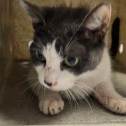 Shelter Stray Female Cat last seen , Animal Care & Control Team of Philly, 111 W Hunting Park Ave, Philadelphia, PA 19140, USA