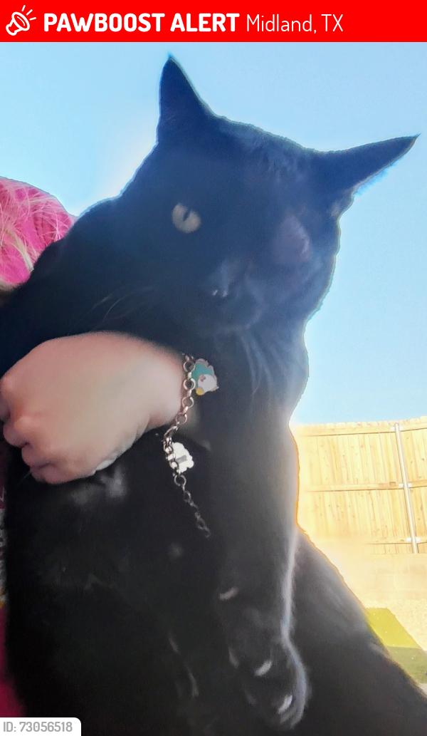 Lost Male Cat last seen Mockingbird Ridge Betenbough homes, Midland, TX 79705