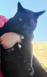 Lost Male Cat last seen Mockingbird Ridge Betenbough homes, Midland, TX 79705
