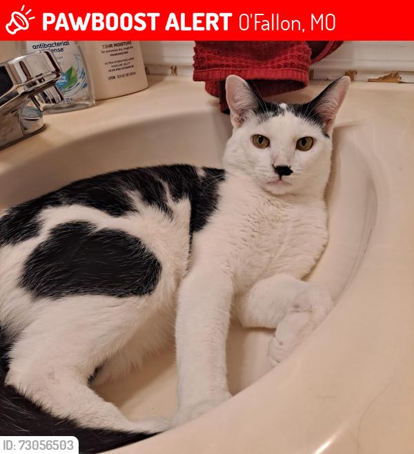 Lost Male Cat last seen Tom Ginnever and Redbud Ln O'Fallon Missouri, O'Fallon, MO 63366