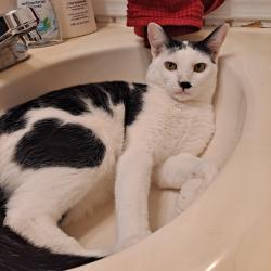 Lost Male Cat last seen Tom Ginnever and Redbud Ln O'Fallon Missouri, O'Fallon, MO 63366