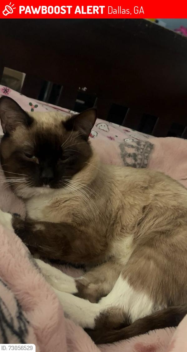 Lost Female Cat last seen Near fieldcrest Dr Dallas ga, Dallas, GA 30132