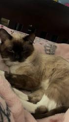 Lost Female Cat last seen Near fieldcrest Dr Dallas ga, Dallas, GA 30132