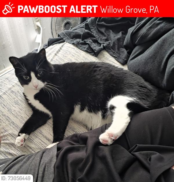Lost Female Cat last seen Fitswatertown road & Carnation Avenue , Willow Grove, PA 19090