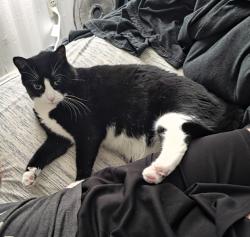 Lost Female Cat last seen Fitswatertown road & Carnation Avenue , Willow Grove, PA 19090