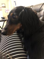 Reunited Male Dog last seen Curlew ave , Lake DENHAM ests, Leesburg, FL 34748
