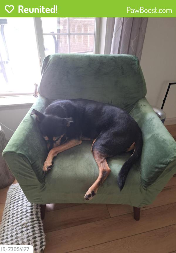 Reunited Male Dog last seen Near Weisstown Rd, Boyertown , Bechtelsville, PA 19505