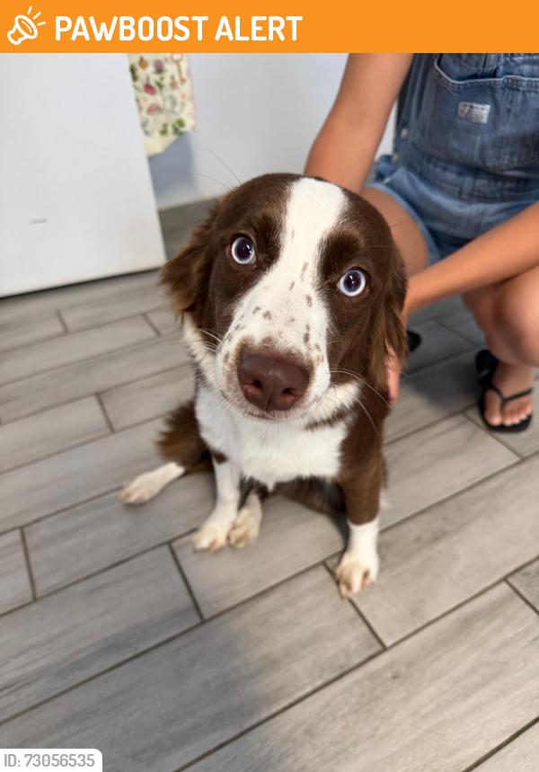 Found/Stray Female Dog last seen Herrington Rd Lawrenceville GA 30044, Gwinnett County, GA 30044
