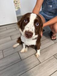 Found/Stray Female Dog last seen Herrington Rd Lawrenceville GA 30044, Gwinnett County, GA 30044