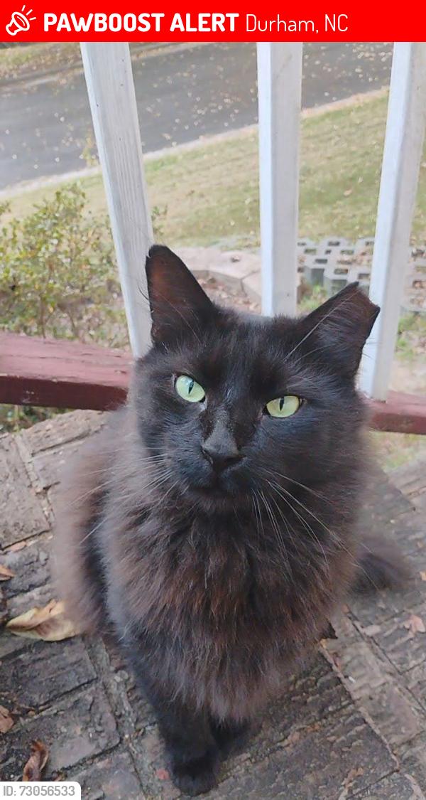 Lost Male Cat last seen Stardust , Infinity, Durham, NC 27712