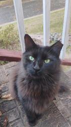 Lost Male Cat last seen Stardust , Infinity, Durham, NC 27712