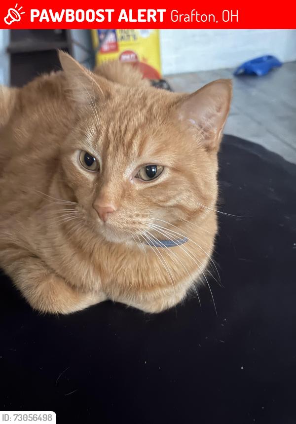 Lost Male Cat last seen Novak Rd, Grafton, Grafton, OH 44044