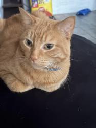 Lost Male Cat last seen Novak Rd, Grafton, Grafton, OH 44044