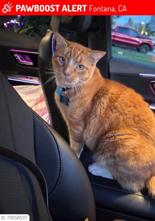 Lost Male Cat last seen Montelago neighborhood, Fontana, CA 92337