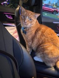 Lost Male Cat last seen Montelago neighborhood, Fontana, CA 92337