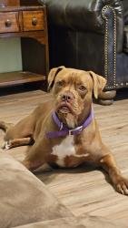 Reunited Male Dog last seen Between County Roads 163 and 195., Gainesville, TX 76240