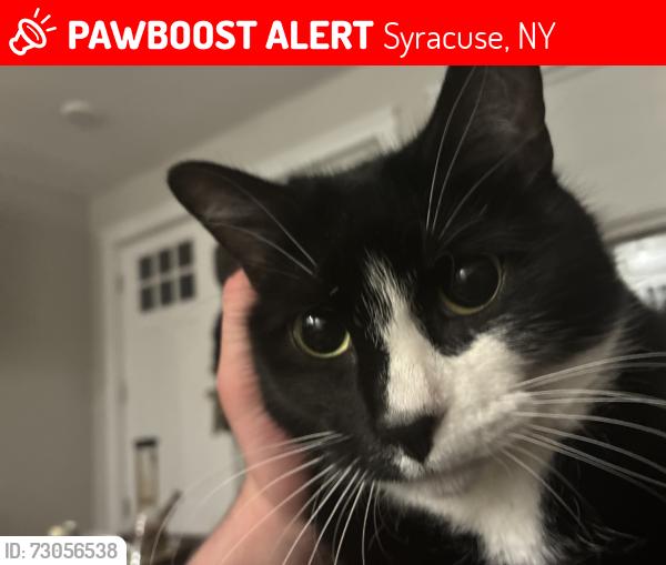 Lost Female Cat last seen Tompkins St, Syracuse, NY 13204