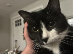 Lost Female Cat last seen Tompkins St, Syracuse, NY 13204