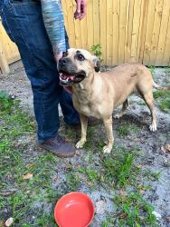 Found/Stray Female Dog last seen E 22nd ST & Buckman ST, Jacksonville, FL 32206
