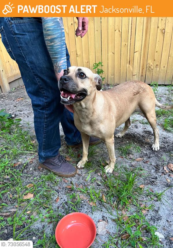 Found/Stray Female Dog last seen E 22nd ST & Buckman ST, Jacksonville, FL 32206