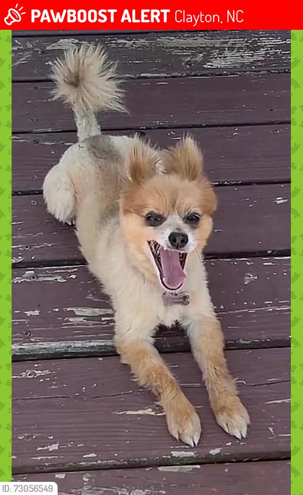 Lost Female Dog last seen enfrente de la casa, Clayton, NC 27520