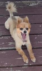 Lost Female Dog last seen enfrente de la casa, Clayton, NC 27520