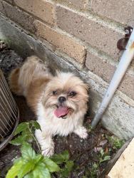 Found/Stray Unknown Dog last seen eloy st, Brownsville, TX 78521