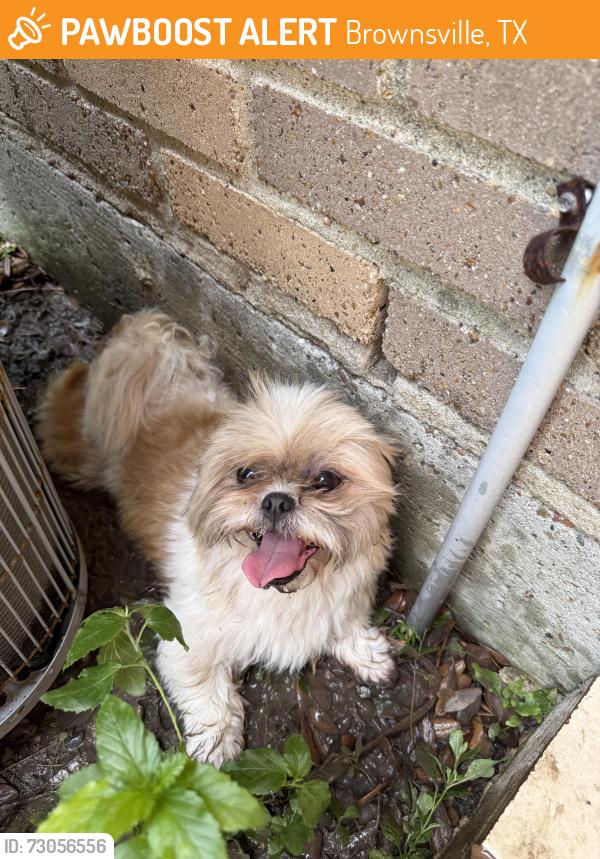Found/Stray Unknown Dog last seen eloy st, Brownsville, TX 78521