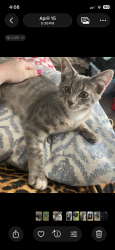 Lost Male Cat last seen Vinenarden or center street, Morganton, NC 28655