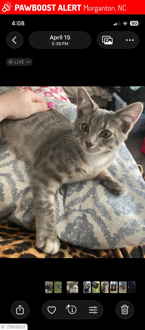 Lost Male Cat last seen Vinenarden or center street, Morganton, NC 28655