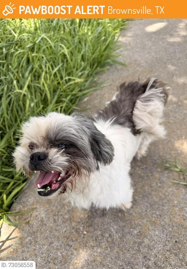 Found/Stray Unknown Dog last seen Eloy st, Brownsville, TX 78521