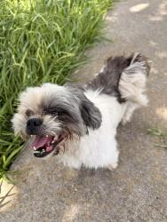 Found/Stray Unknown Dog last seen Eloy st, Brownsville, TX 78521