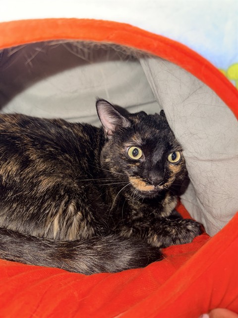 Shelter Stray Female Cat last seen HUGHES LANE, BAKERSFIELD, CA, 201 S Mt Vernon Ave, Bakersfield, CA 93307, USA