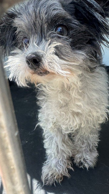 Shelter Stray Female Dog last seen Near BLOCK SPRINGFIELD, BAKERSFIELD, CA, 201 S Mt Vernon Ave, Bakersfield, CA 93307, USA