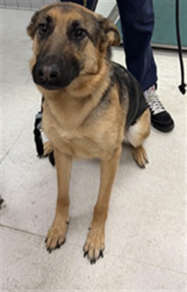 Shelter Stray Female Dog last seen , 11361 W Pico Blvd, Los Angeles, CA 90064, USA