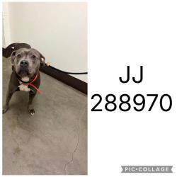 Shelter Stray Male Dog last seen GREEN ST, 4214 Fulton Mill Rd, Macon, GA 31216, USA