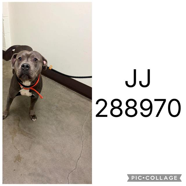 Shelter Stray Male Dog last seen GREEN ST, 4214 Fulton Mill Rd, Macon, GA 31216, USA