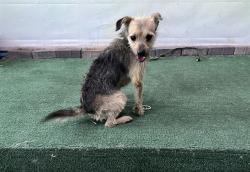 Shelter Stray Male Dog last seen , 4275 Elton St, Baldwin Park, CA 91706, USA