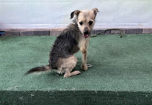 Shelter Stray Male Dog last seen , 4275 Elton St, Baldwin Park, CA 91706, USA