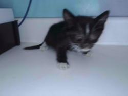 Shelter Stray Unknown Cat last seen , 4275 Elton St, Baldwin Park, CA 91706, USA