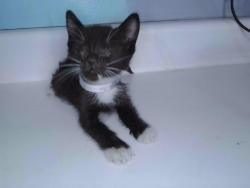 Shelter Stray Unknown Cat last seen , 4275 Elton St, Baldwin Park, CA 91706, USA